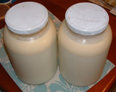 Two gallons of raw milk